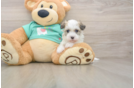 Havanese Pup Being Cute