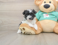 5 week old Havanese Puppy For Sale - Simply Southern Pups
