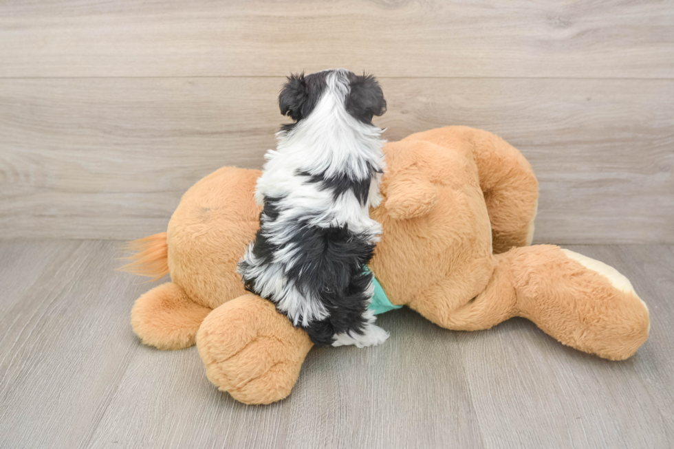 Best Havanese Baby
