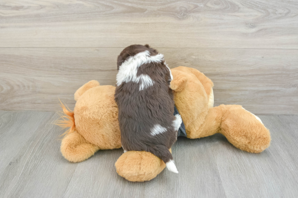 Havanese Puppy for Adoption