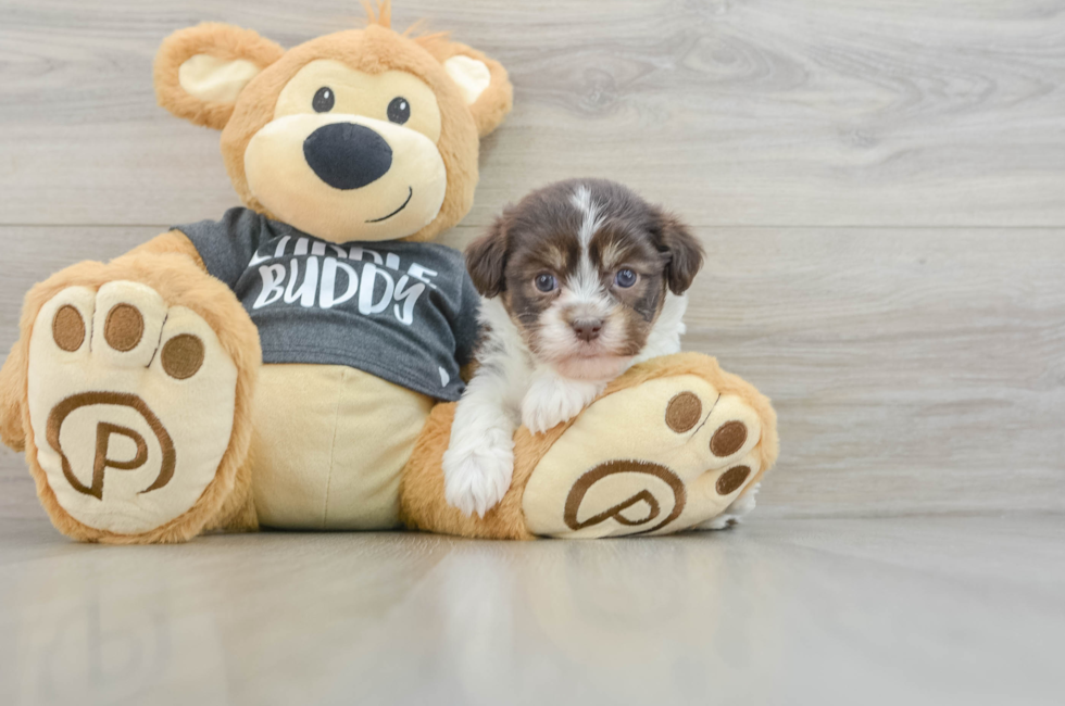 6 week old Havanese Puppy For Sale - Simply Southern Pups