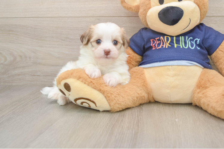 Akc Registered Havanese Baby