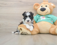 5 week old Havanese Puppy For Sale - Simply Southern Pups