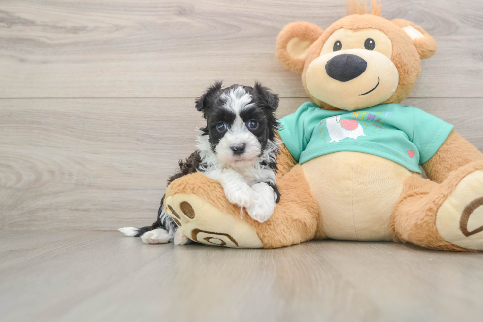 Playful Havanese Purebred Pup