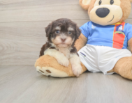 8 week old Havanese Puppy For Sale - Simply Southern Pups