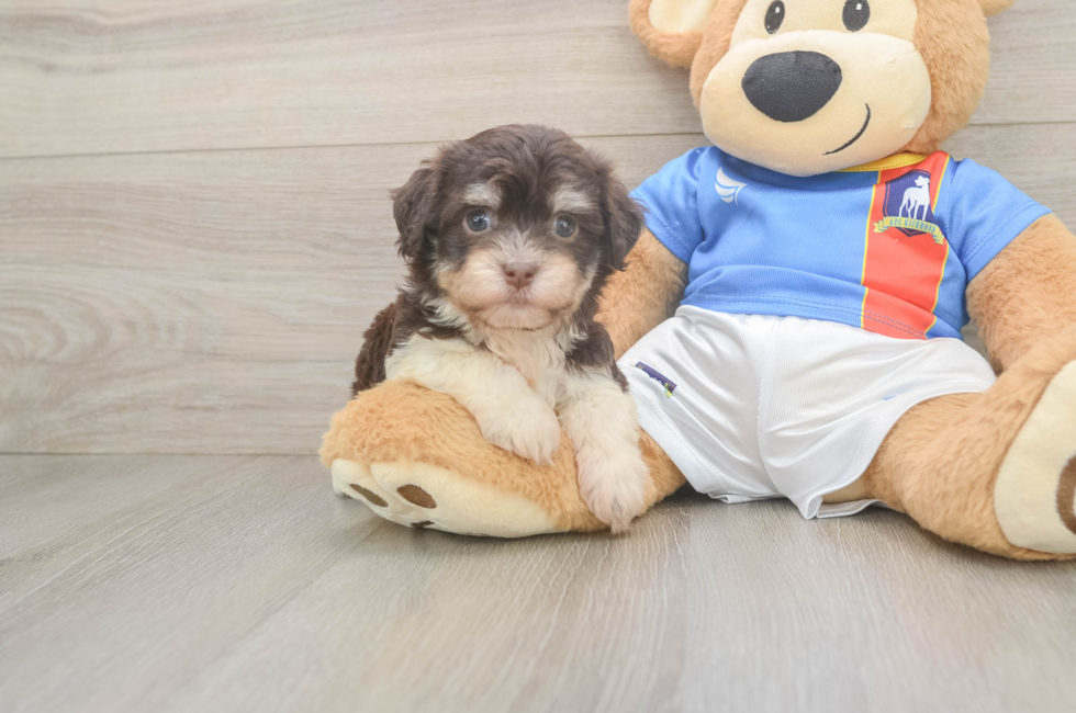 7 week old Havanese Puppy For Sale - Simply Southern Pups