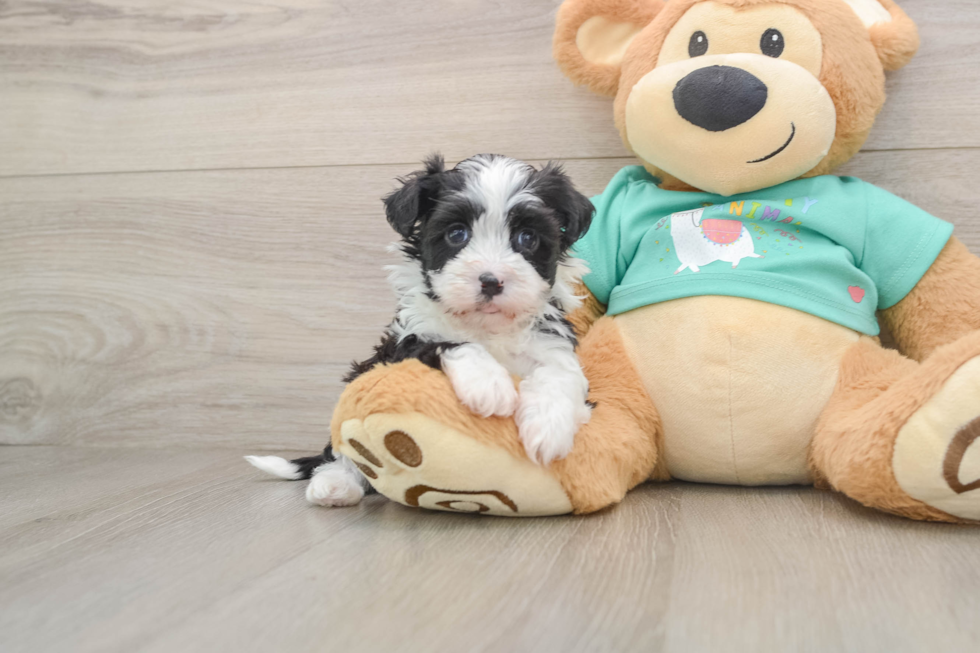 Havanese Pup Being Cute