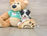 5 week old Havanese Puppy For Sale - Simply Southern Pups