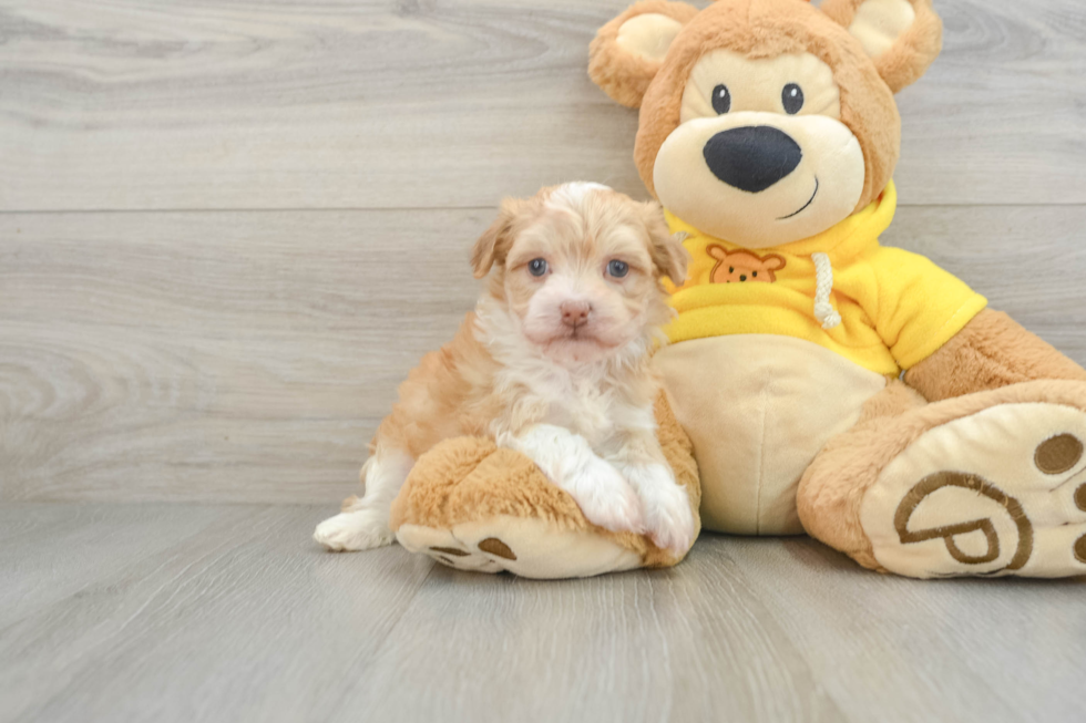 Havanese Pup Being Cute