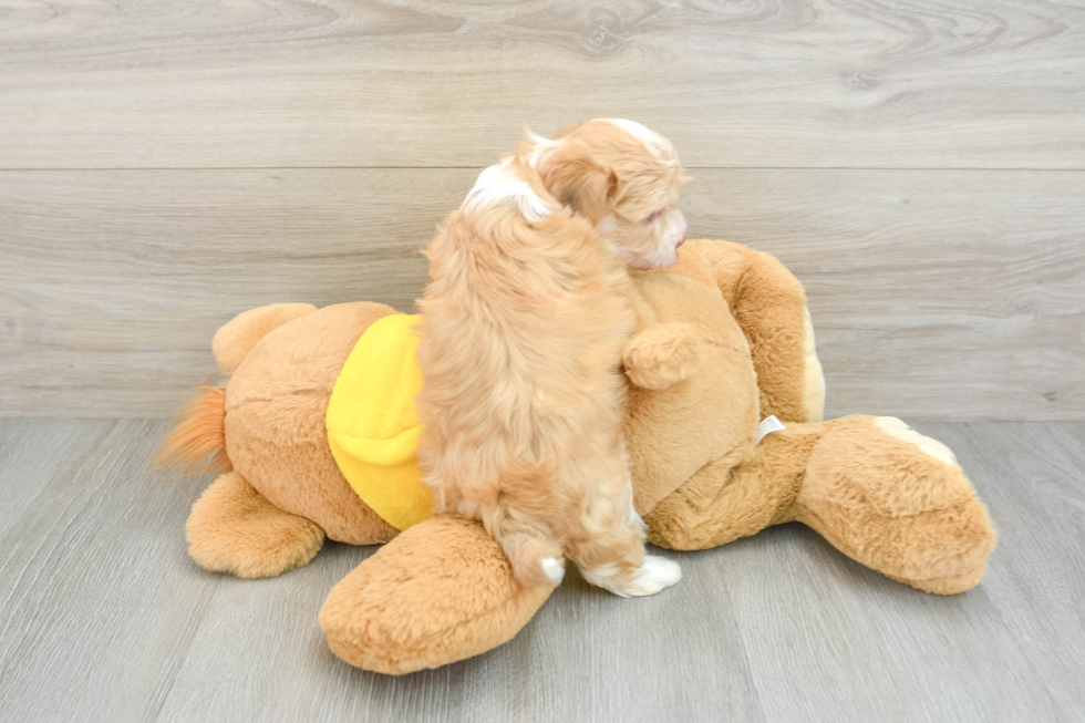 Playful Havanese Baby