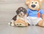 6 week old Havanese Puppy For Sale - Simply Southern Pups