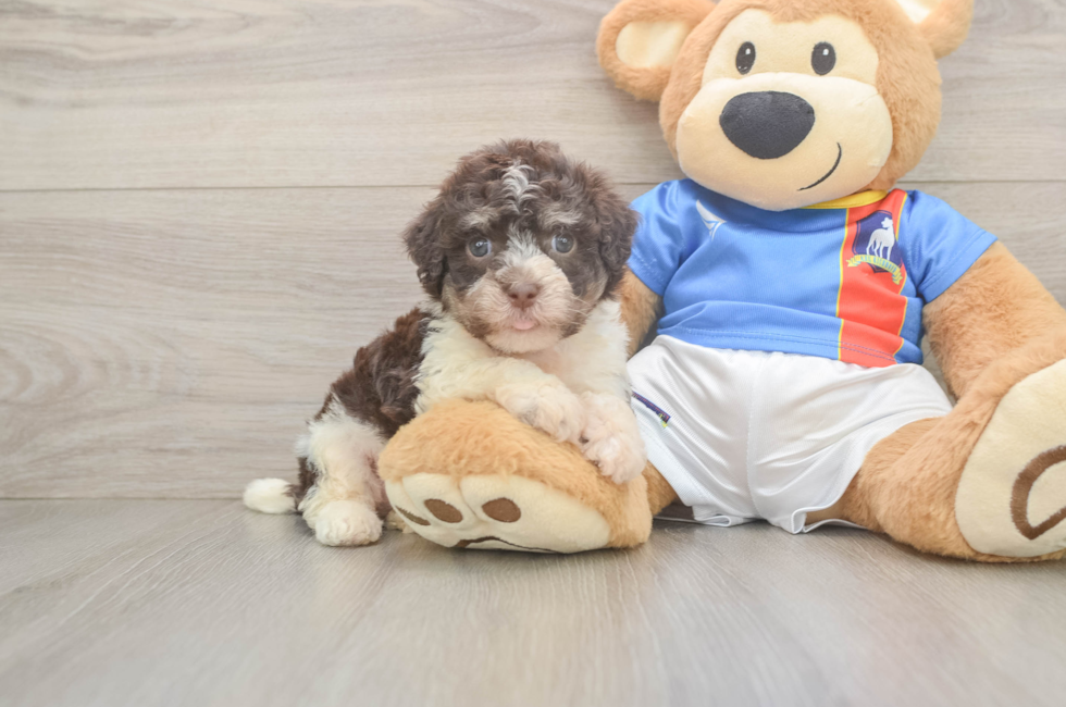 7 week old Havanese Puppy For Sale - Simply Southern Pups