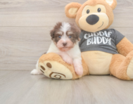 7 week old Havanese Puppy For Sale - Simply Southern Pups