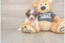 Cute Bichon Habanero Purebred Puppy