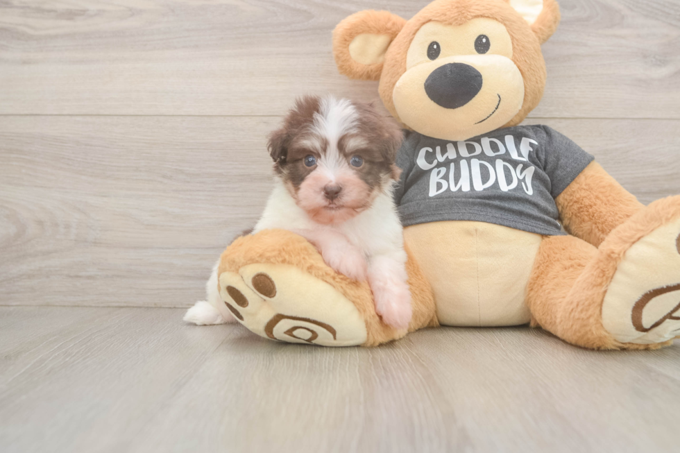 Cute Bichon Habanero Purebred Puppy