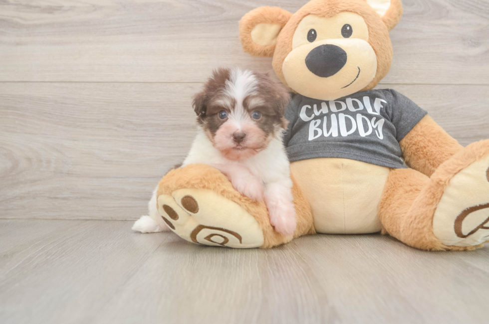 5 week old Havanese Puppy For Sale - Simply Southern Pups