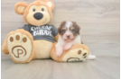 Havanese Pup Being Cute