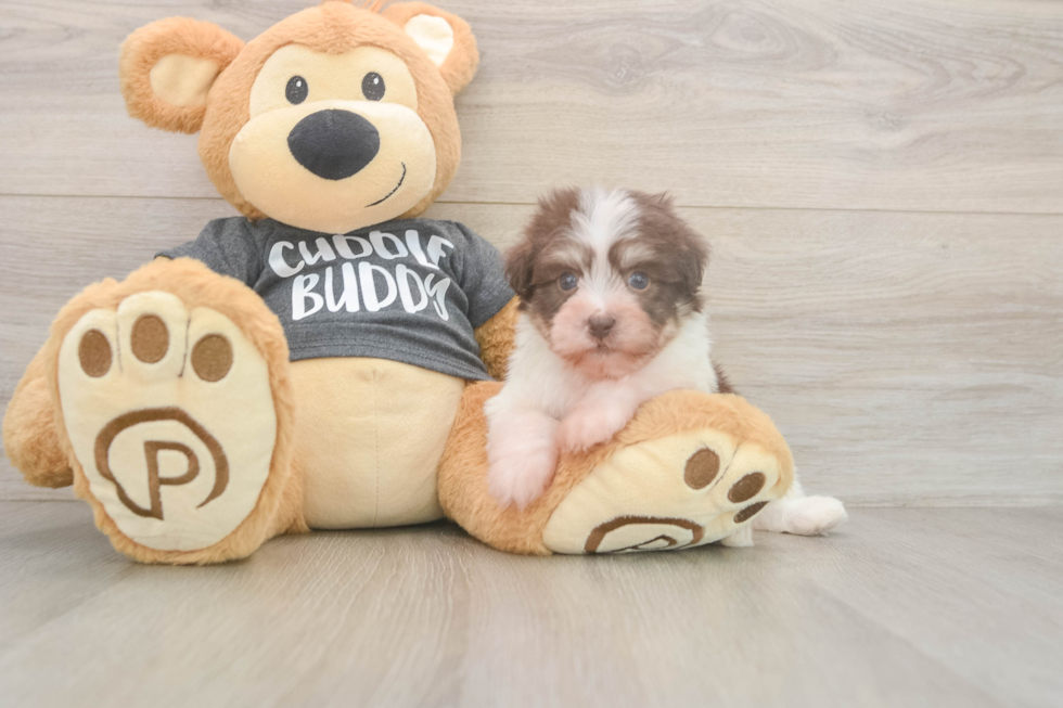 Havanese Pup Being Cute