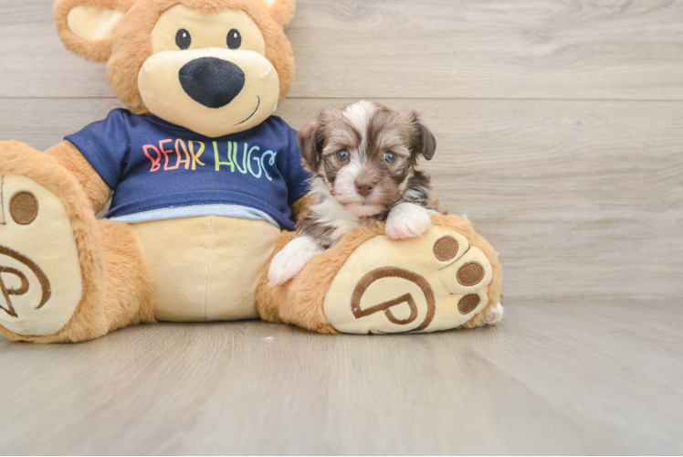 Havanese Puppy for Adoption