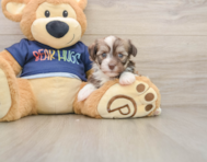 5 week old Havanese Puppy For Sale - Simply Southern Pups