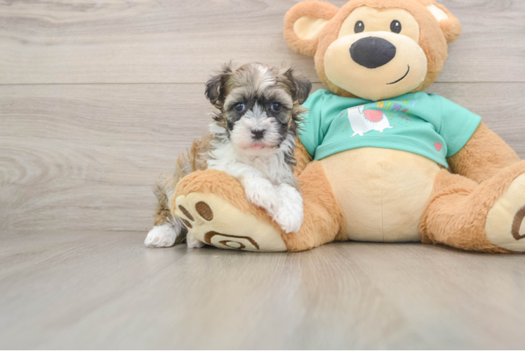 Friendly Havanese Baby