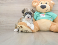 6 week old Havanese Puppy For Sale - Simply Southern Pups