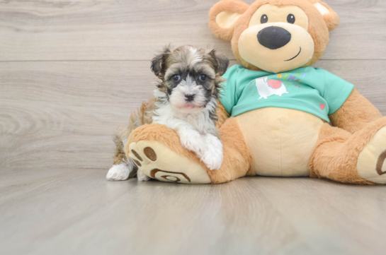 Friendly Havanese Baby