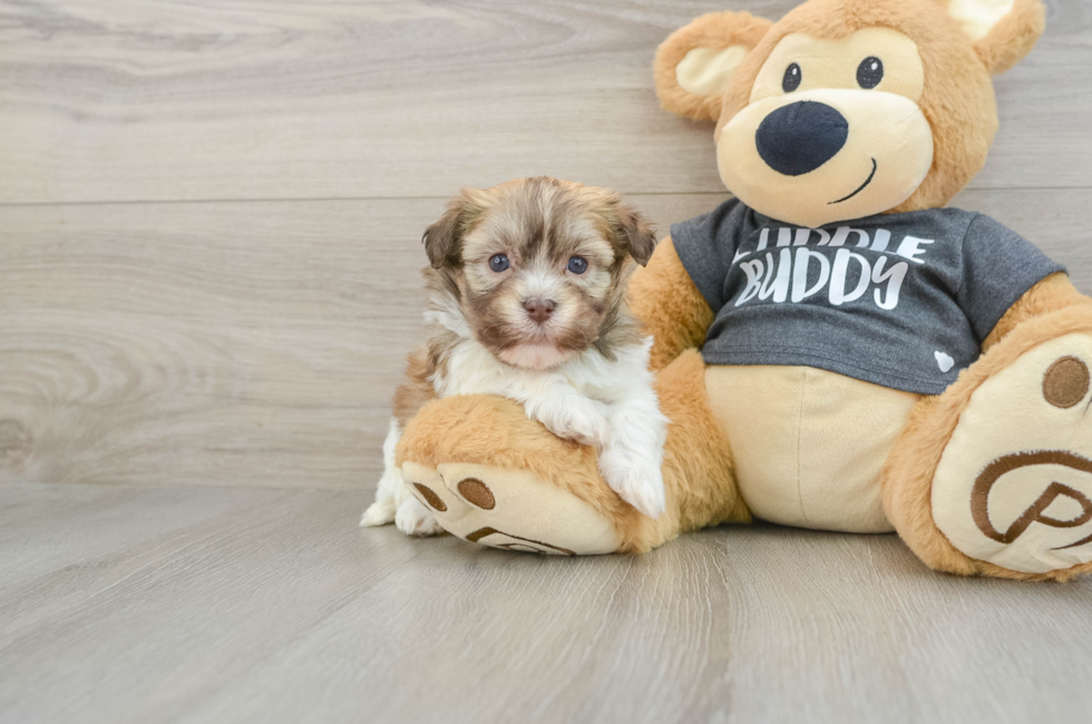 6 week old Havanese Puppy For Sale - Simply Southern Pups