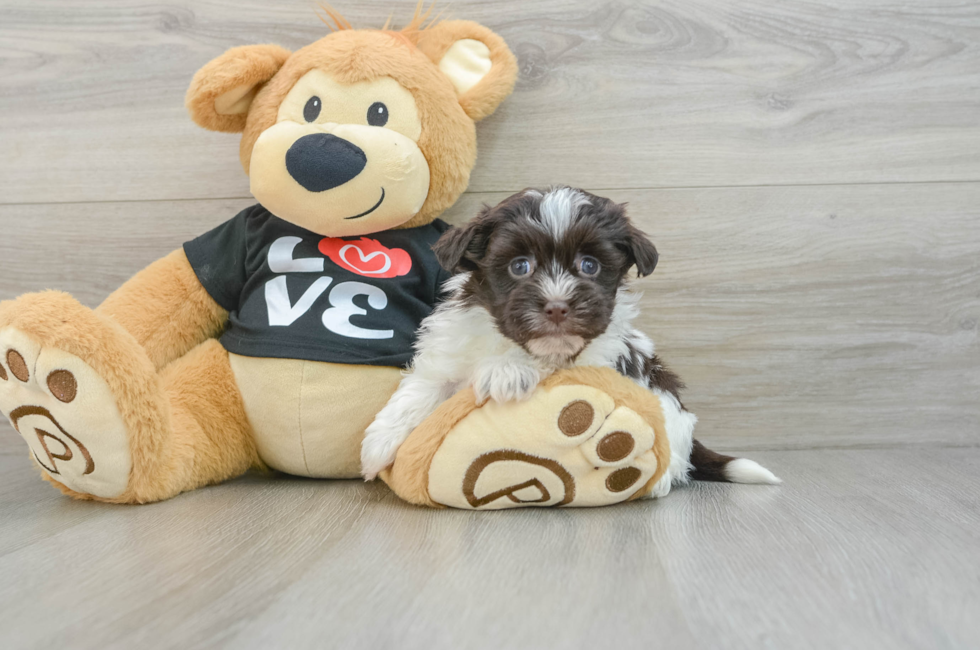 7 week old Havanese Puppy For Sale - Simply Southern Pups