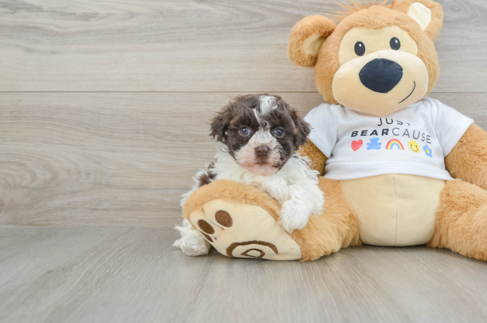 7 week old Havanese Puppy For Sale - Simply Southern Pups