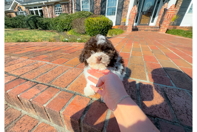 Cute Havanese Baby