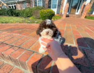 11 week old Havanese Puppy For Sale - Simply Southern Pups