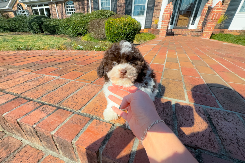 10 week old Havanese Puppy For Sale - Simply Southern Pups