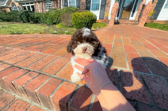 Cute Havanese Baby