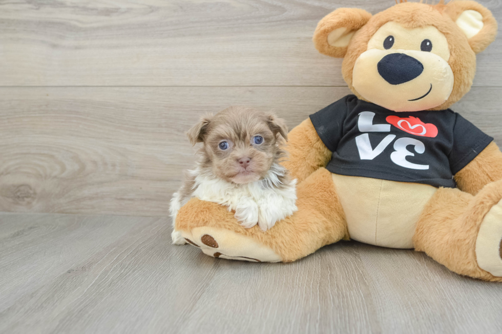 Small Havanese Purebred Pup