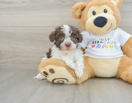 7 week old Havanese Puppy For Sale - Simply Southern Pups