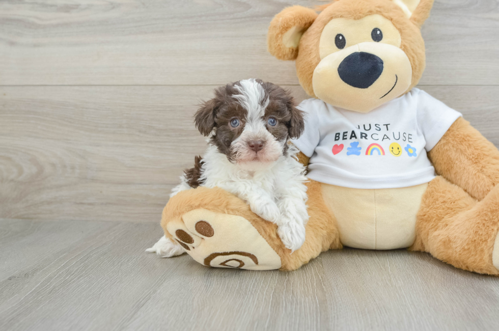 7 week old Havanese Puppy For Sale - Simply Southern Pups