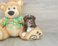 6 week old Havanese Puppy For Sale - Simply Southern Pups