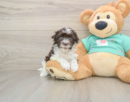5 week old Havanese Puppy For Sale - Simply Southern Pups