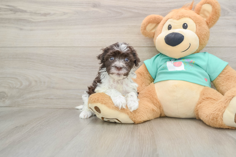 Best Havanese Baby
