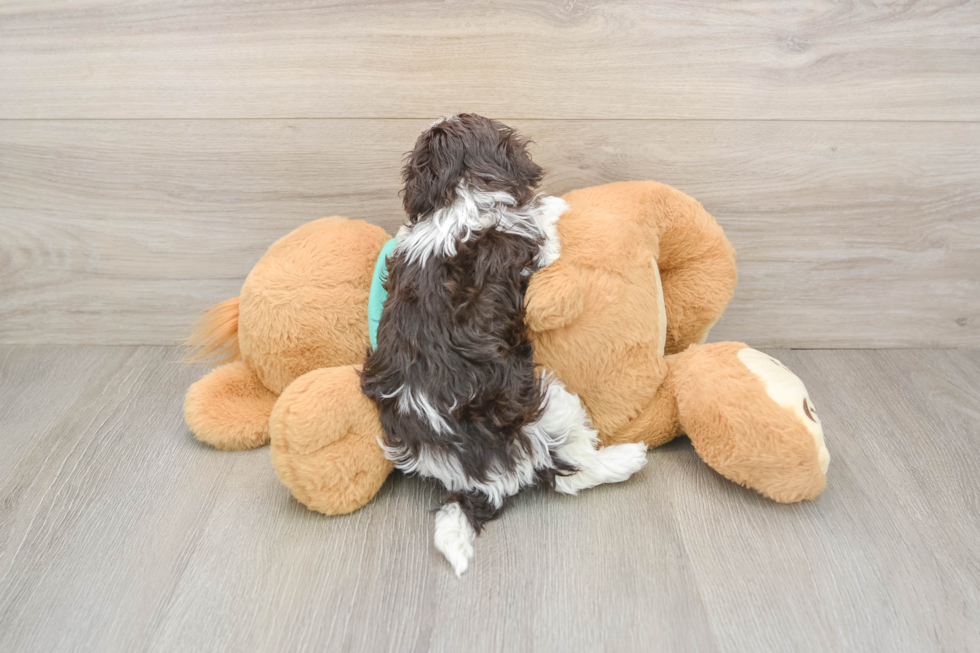 Hypoallergenic Havanese Purebred Pup