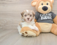 6 week old Havanese Puppy For Sale - Simply Southern Pups