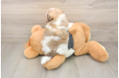 Havanese Puppy for Adoption