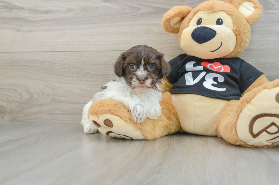 7 week old Havanese Puppy For Sale - Simply Southern Pups