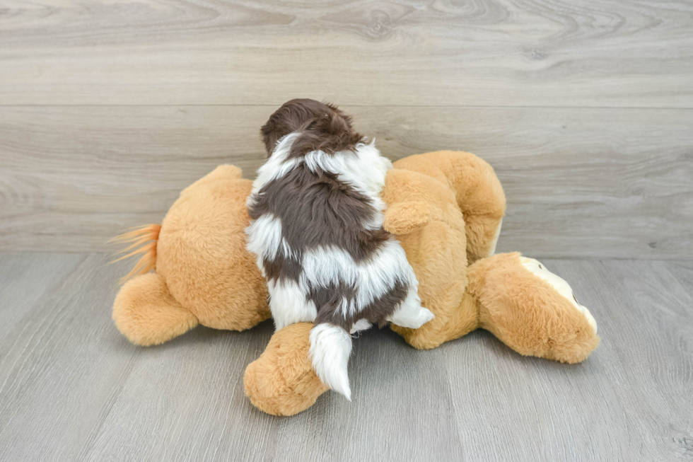 Havanese Pup Being Cute