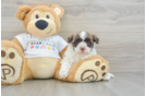 Havanese Puppy for Adoption