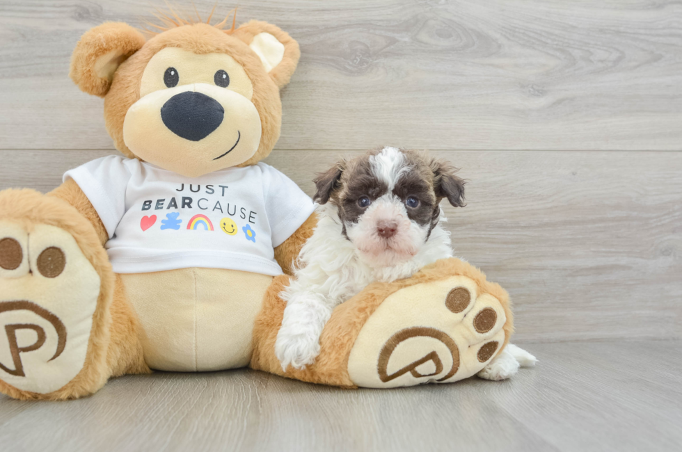 7 week old Havanese Puppy For Sale - Simply Southern Pups