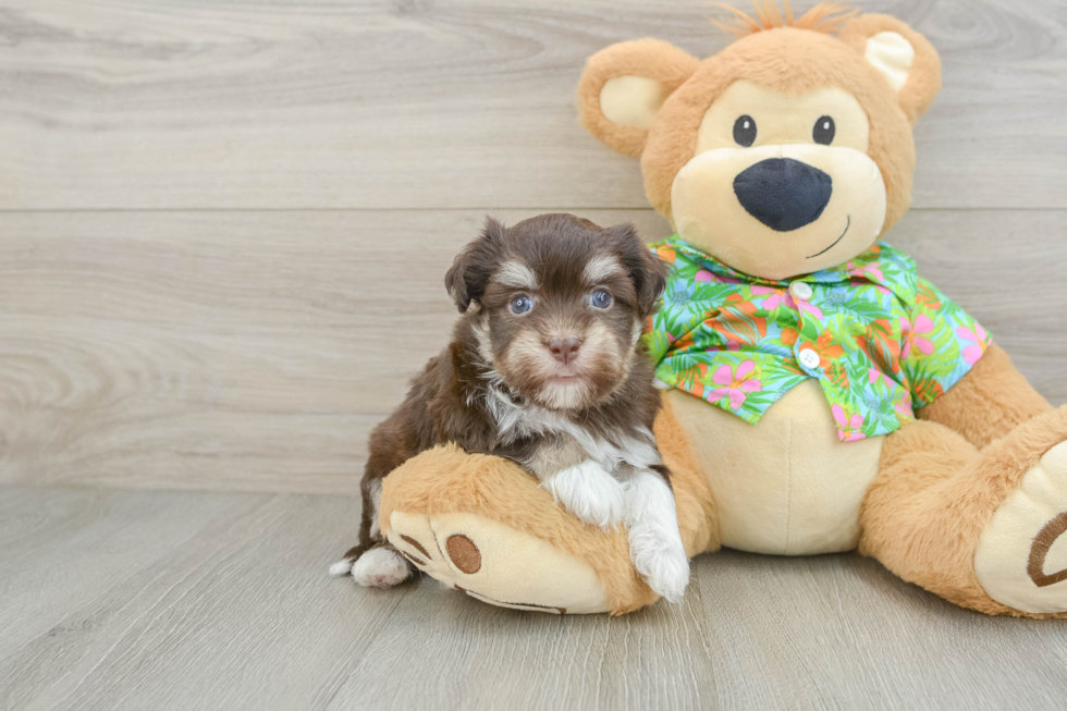 Akc Registered Havanese Purebred Pup