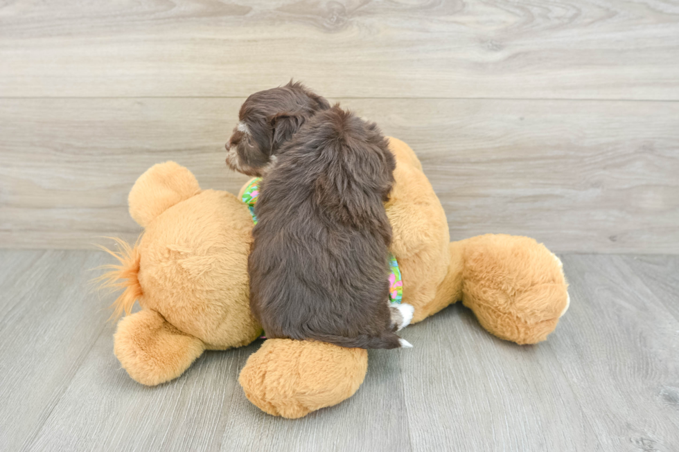 Sweet Havaneser Purebred Puppy