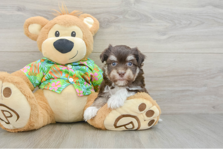 Funny Havanese Purebred Pup